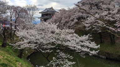 We stopped by Ueda Castle on the way home from seeing the snow monkeys. We lucked out and they were having a Cherry Blossom Festival that day. Perfect end to a perfect day!
#StunningStructures #CherryBlossoms #Japan #Ueda #Castle
 