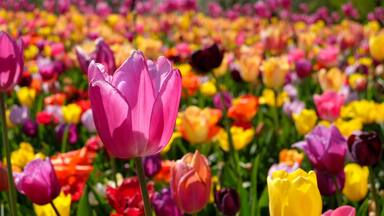 Keukenhof Gardens is a must see for any flower lover! Open from Mid-March to Mid-May, the garden beds evolve during the season for your enjoyment. It can be pretty busy during long week-ends / Easter, but an early day or later visit can save the day!