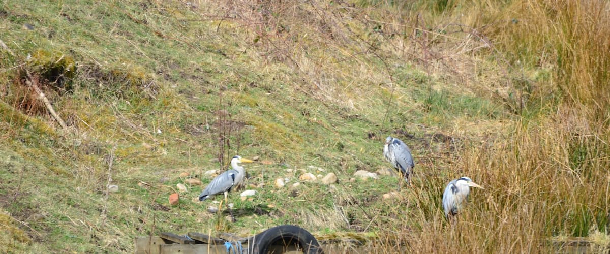 3 Heron at Low Barnes nature reserve near Bishop Auckland