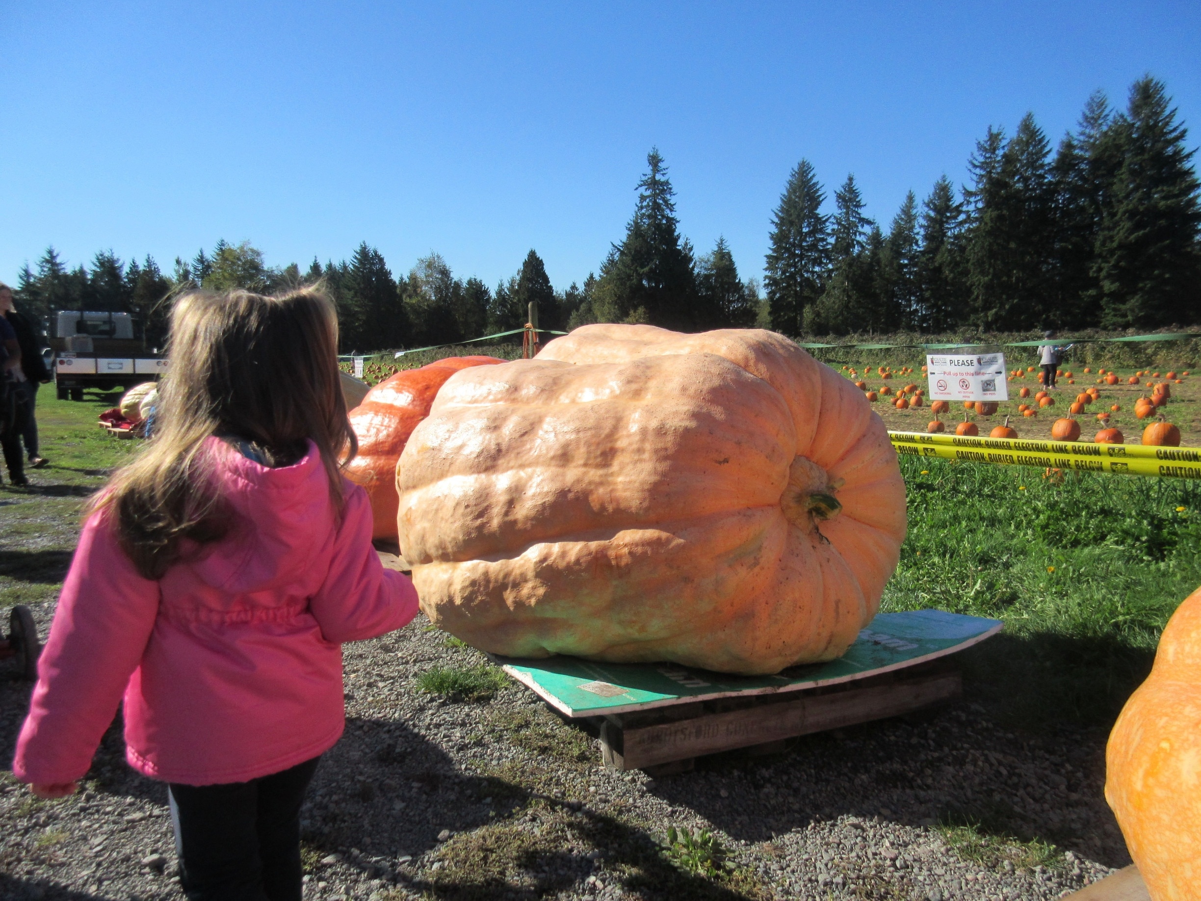 pretty big for a pumpkin