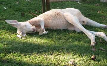 Visit Caversham Wildlife Park In Whiteman Expedia Visit Caversham Wildlife Park In Whiteman Expedia