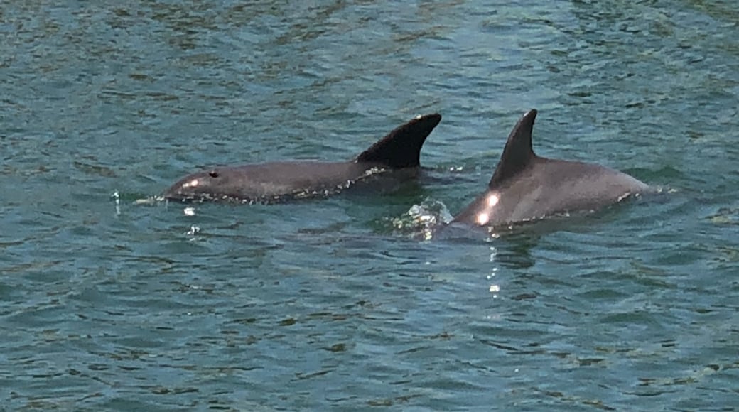 Dolphin Discovery Puerto Los Cabos, San Jose del Cabo, Baja California Sur/Süden der Baja California, Mexiko