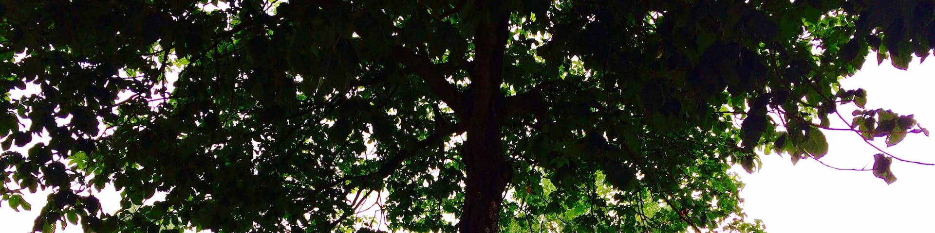 Always a great place to talk a stroll. Or collect Pokemon.