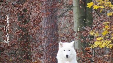 Enjoy a walk in the forest appreciating different subspecies of wolves. Camera always ready for action! #wolf