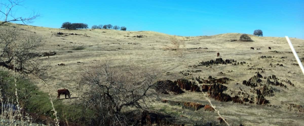 Cattle grazing on a dry range amid tombstone rocks of Cathey's Valley. Not much green this February during one of the worst droughts in California's history.