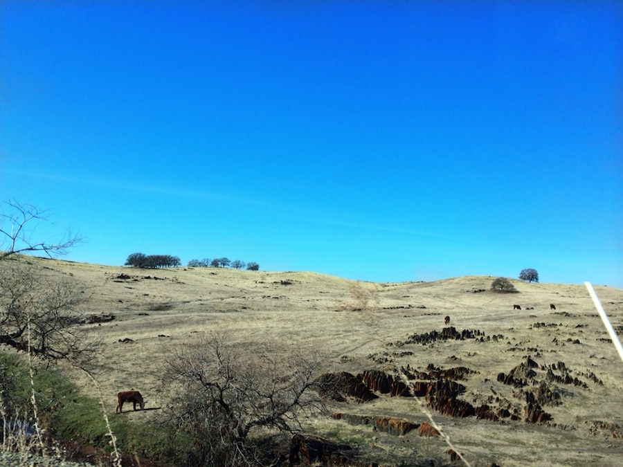 Cattle grazing on a dry range amid tombstone rocks of Cathey's Valley. Not much green this February during one of the worst droughts in California's history.