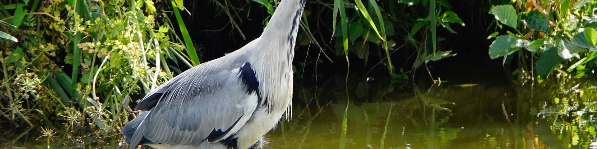 The stillness of the Heron as it seeks lunch along the canal @ Bilsborrow, Lancashire, UK (Jul 2018). #nature #naturalworld #herons