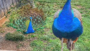 Wild peacocks roaming around the grounds of the winery