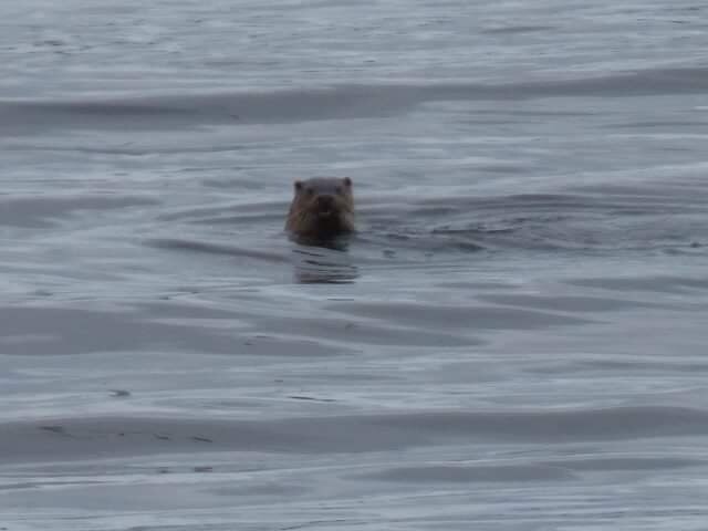 North Uist is made up of hundreds of freshwater lochans so is the perfect landscape or waterscape for the European Otter. They spend time in the sea like this one I saw in Griminish but need proximity to fresh water too as it is better for their coats. Felt so privileged to see one in the wild! 💓