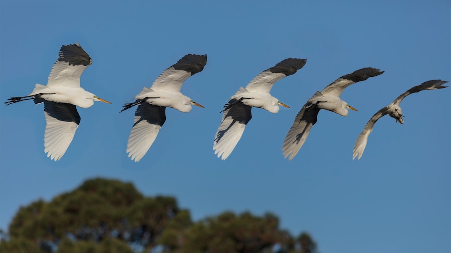 Tried to capture all this heron as it flew past. Put all of them in one image. Truly a good place to find some marsh dwellers.