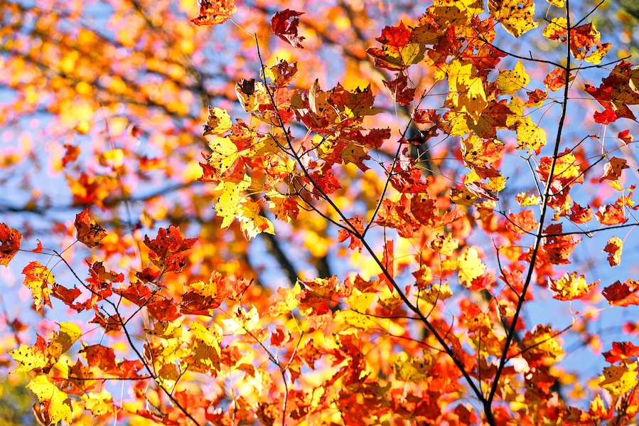 Beautiful fall colors at Tiadaghton State Forest on October 19th, 2017
www.tonybendelephotography.com
#Outdoors #Nature #Landscape #Trees #Color #Colors #Colorful #Fall #FallColors #Autumn #Beautiful #Travel #Adventure