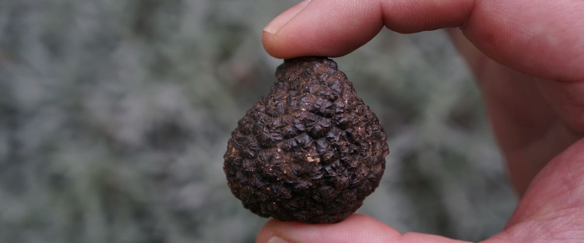 Umbria as well as other parts of Italy are known for truffles, black and white winter truffles are the best and have the best flavour. Another reason to visit #Italyinwinter http://www.acooknotmad.com/2015/01/italy-winter.html #fabro #truffles #italy #Europe #umbria  #Delicious Photo Challenge