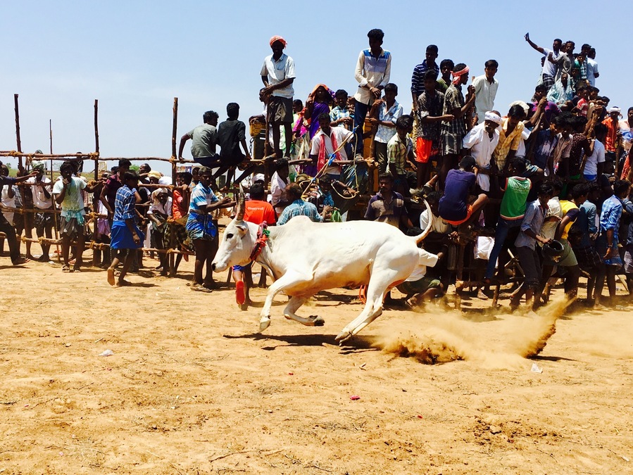 #Jellikettu Bullfight at KOOTHAKUDY, in Karaikkudy , Tamilnadu