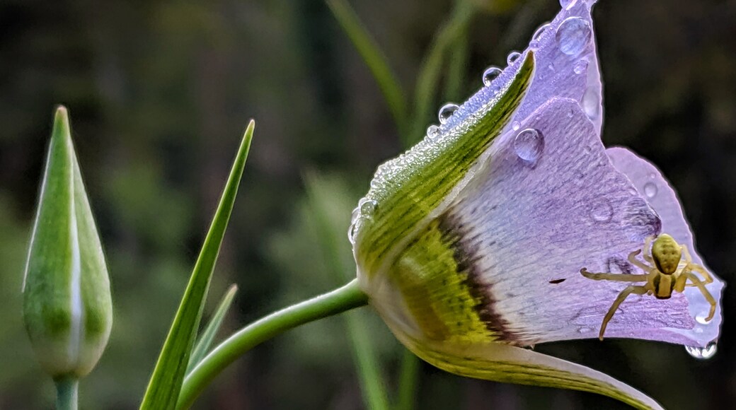 ภาพโดย Charlie Devada