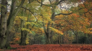 Shoal hill reserve- an amazing park to hike especially in Autumn Soo beautiful #red #travel #autumn #landscape #nature #nationalpark #hiking