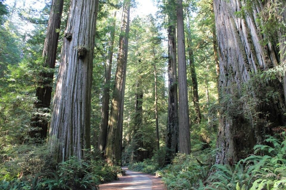 Redwood National and State Parks, California, United States of America