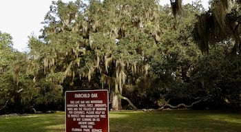 Fairchild Oak, one of the largest live oak trees in the South at about 400 years old.

#Parks Photo Challenge