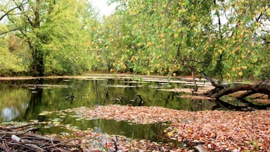 Tranquil autumn pond in Vermont