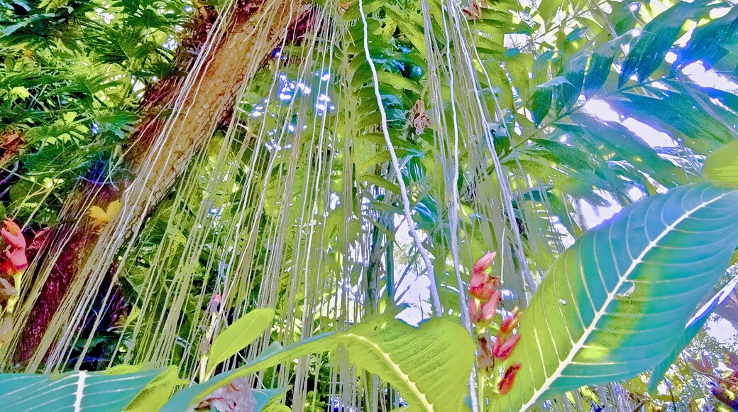 Jardin botanique tropical national, Koloa, Hawaï, États-Unis d’Amérique