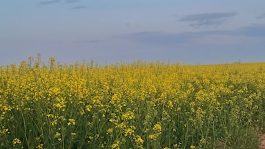 And so typical British spring showcasing yellow marvels