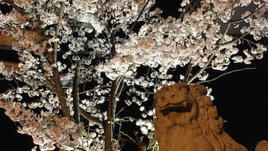 Mt. Shinobu Cherry tree in a gokoku shrine