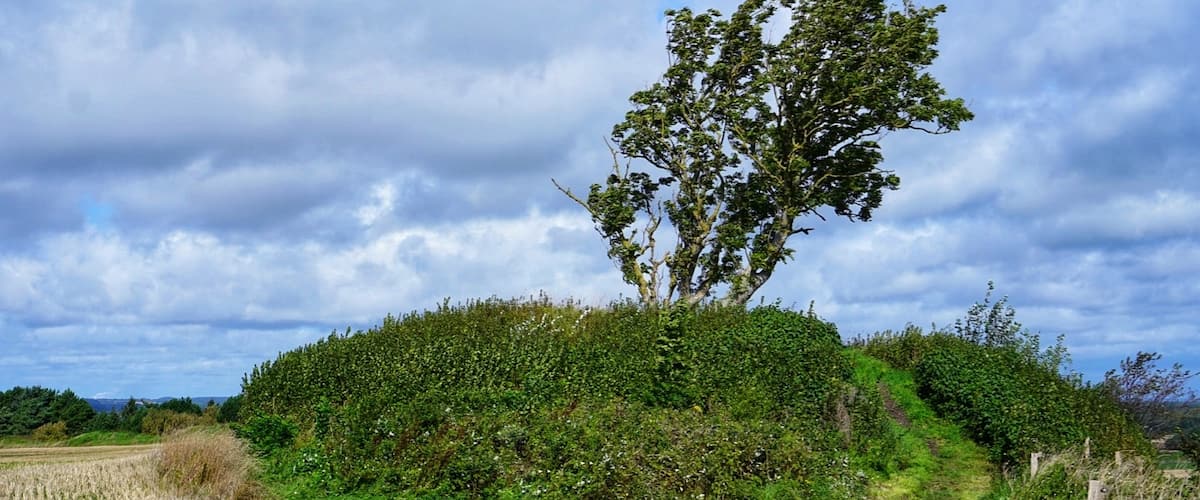 On top of kællingbjerg stands this lonely tree. There is a beautiful view over lille vildmose from here.