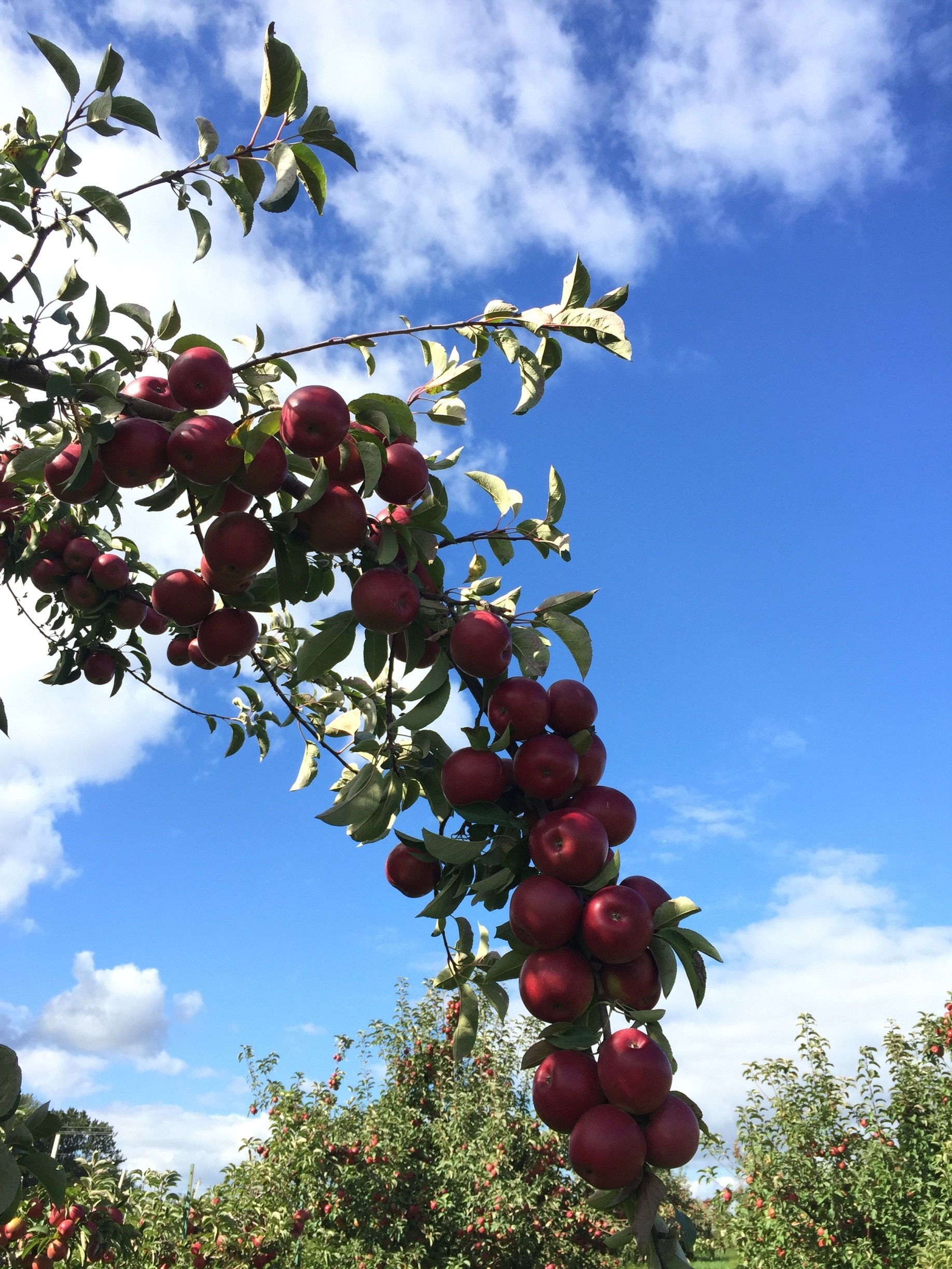 The apple bounty is rich this year. Applewood is a great place to wander the orchards tasting all the varieties and picking fresh apples to take home with you. 
