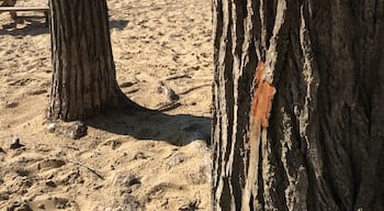 Michigan lake was a favorite stop and very much like the beach