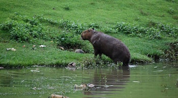 The first time I saw capybaras. 
To me, it was bliss. :)