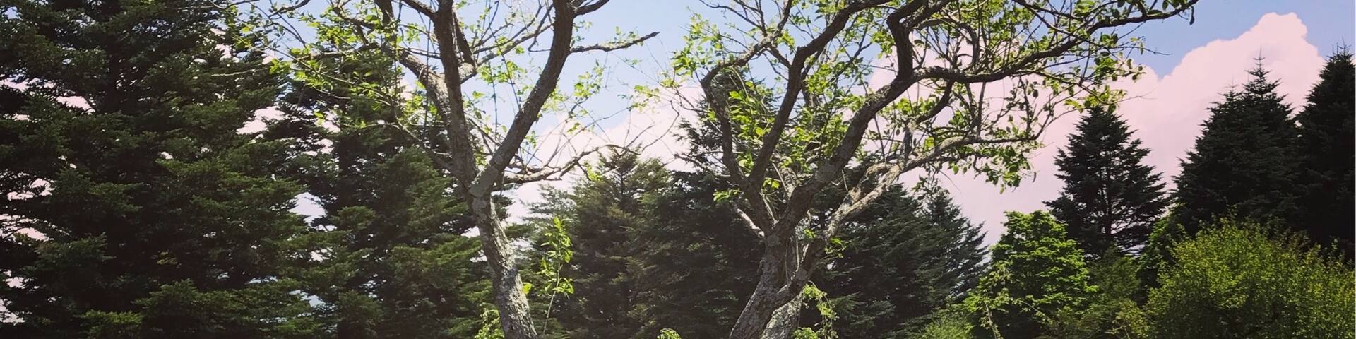 Lake Shojiko, Fujikawaguchiko, Yamanashi Prefecture, Japan