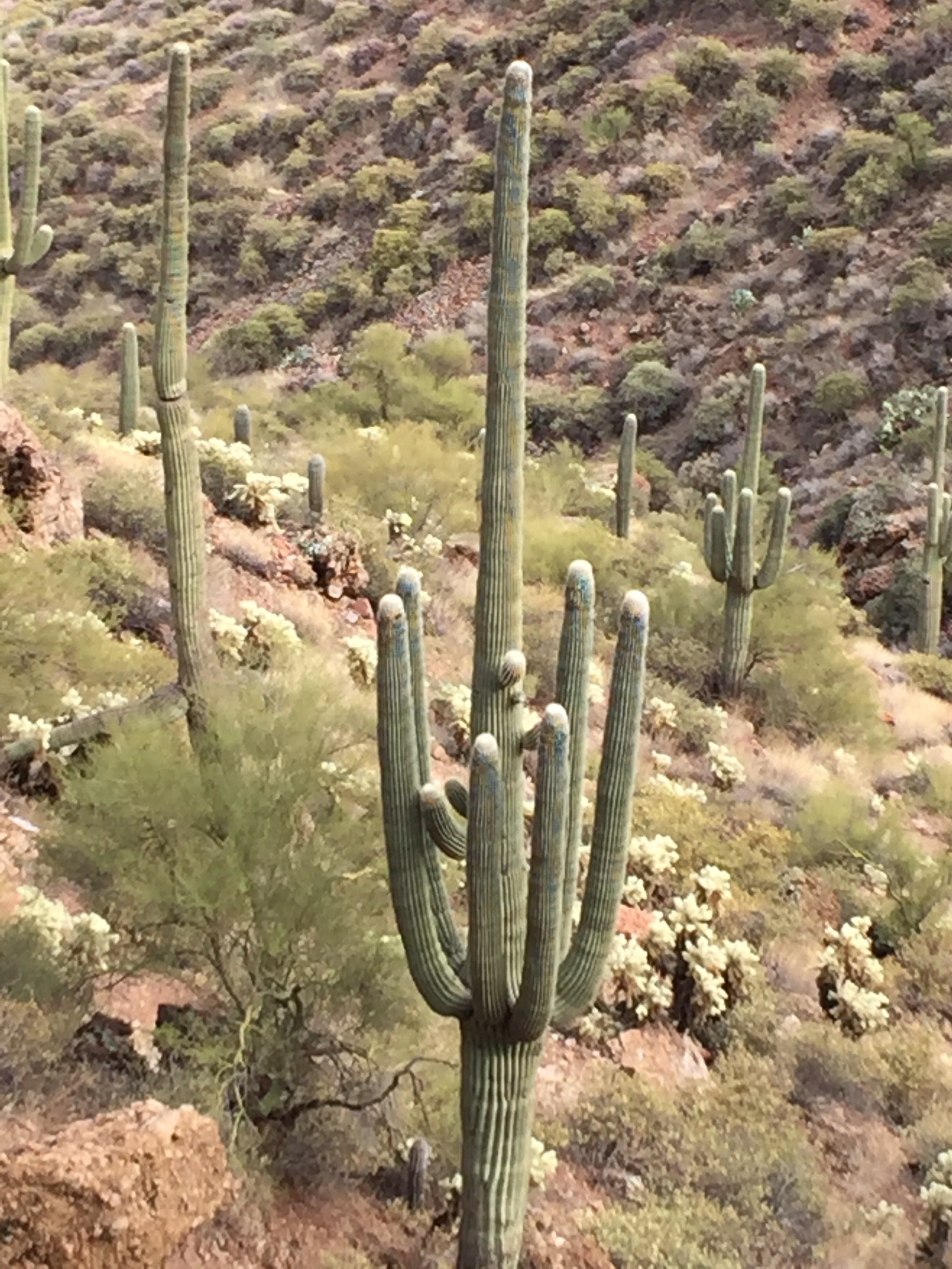 Enjoyed seeing these beautiful saguaro along the Apache Trail in the Tonto National Forest. Great road trip! Be sure and stop by Tortilla Flats on your way.