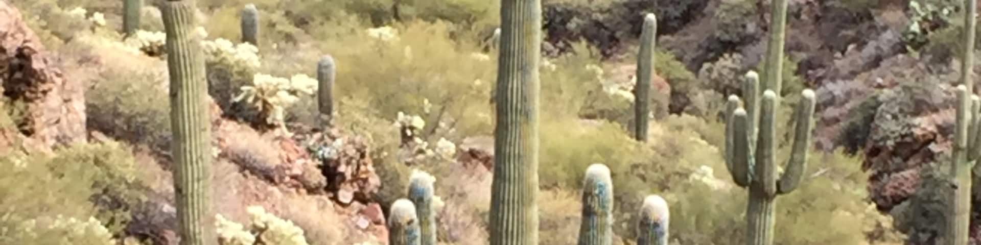 Enjoyed seeing these beautiful saguaro along the Apache Trail in the Tonto National Forest. Great road trip! Be sure and stop by Tortilla Flats on your way.