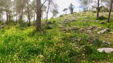 The Hebrew name for this location is Yemenite Immigrant hill