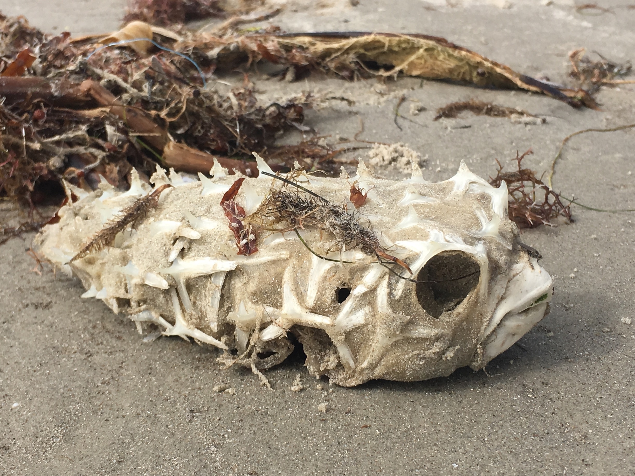 Mustang Island,Texas.
While enjoying a beautiful day on the beach next to our campsite,came across an amazing blowfish skeleton!
How cool is that!

If you are looking for a place to wake up with a beautiful sunrise and sit by the fire with the sound of the ocean-check out this place!

#Patterns#Texaswildlife#blowfish#skeleton
