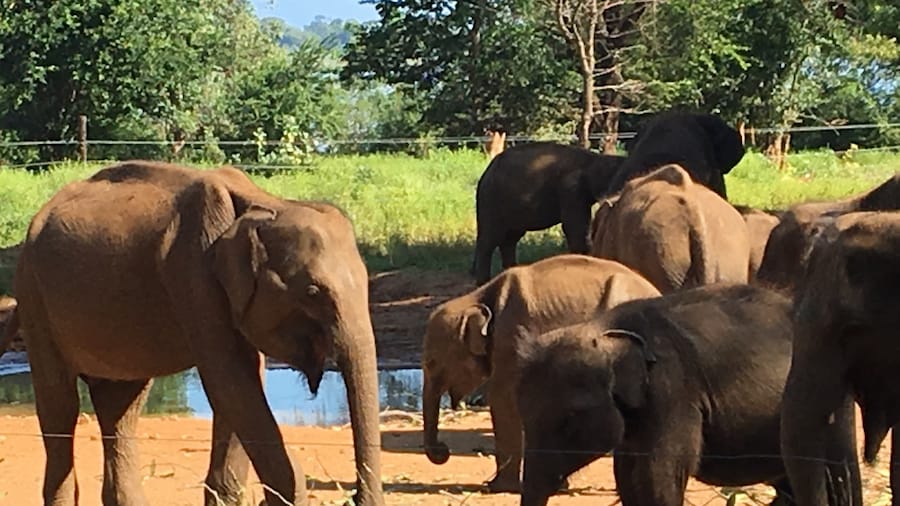 Elephant Transit Home