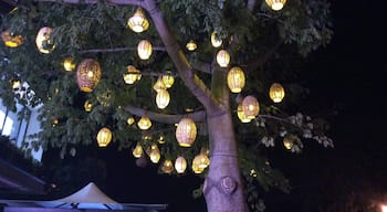 Beautifully lit tree along the road near Playa del Carmen,Mexico