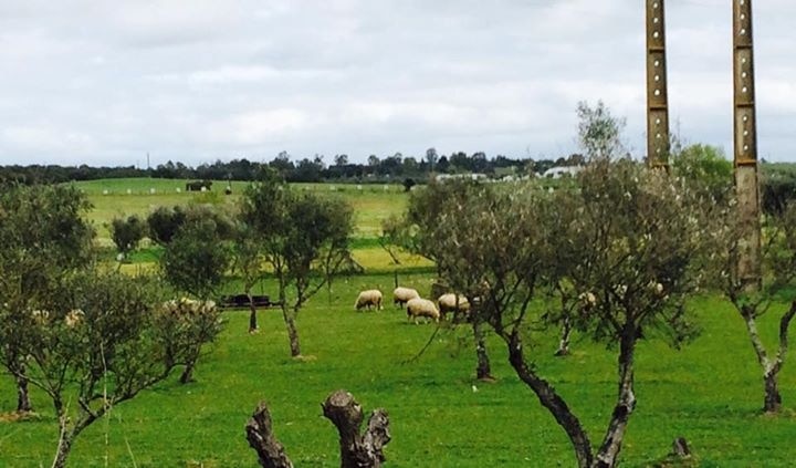 Country side around Evora, Alentejo, Portugal