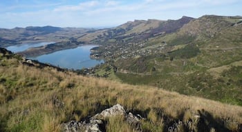 This stunning climb gives great views of Christchurch and the surrounding areas. Its so beautiful that even the sheep stop to enjoy the scenery. #troveon #sugarloaf #christchurch #newzealand #southisland #hills 