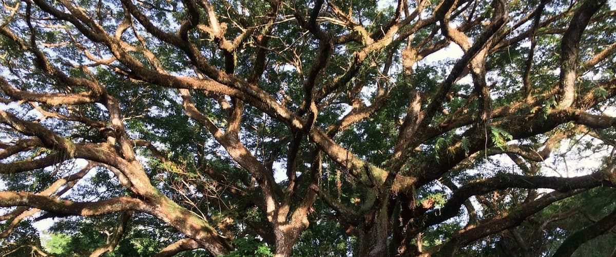 Amazing food and gardens... this tree is over 300yrs old.