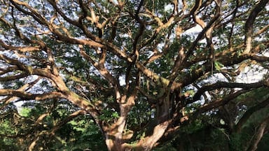 Amazing food and gardens... this tree is over 300yrs old.