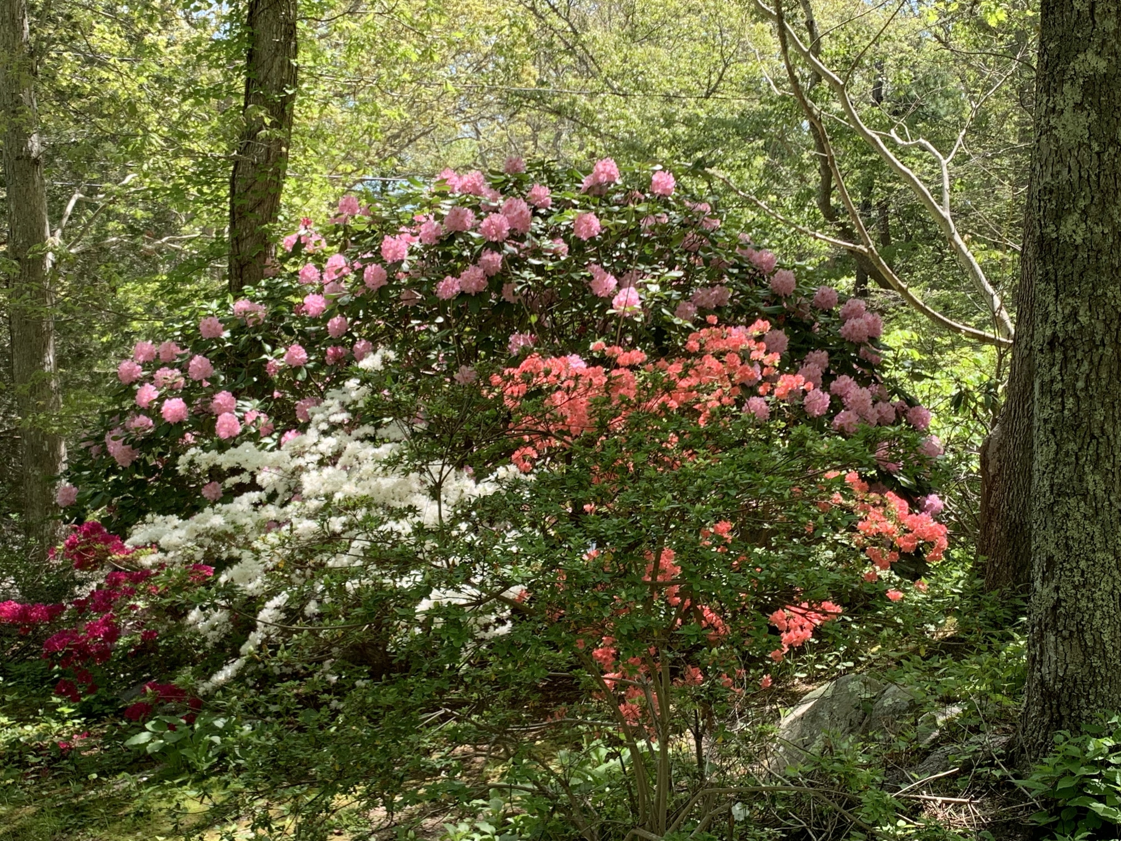 Spout Gardens is a private but open to the public garden in Woods Hole, MA.  Mid-spring is a wonderful time to visit with the azaleas in full bloom.  It also includes collections of antique millstones and ship anchors scattered about an easy walking site.  Best of all, it’s free but does accept donations.