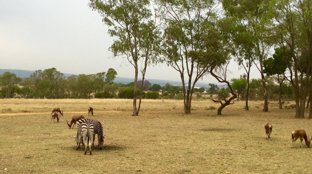 Lion Park, Lanseria, Gauteng, Südafrika