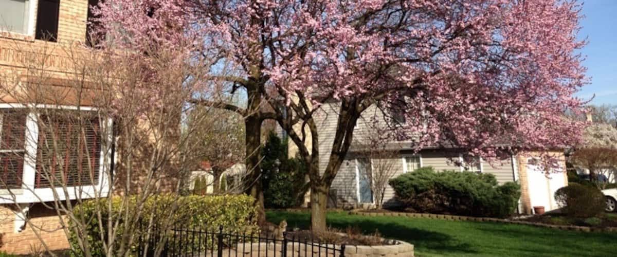 A beautiful Plum tree in our front yard. #Treetrove