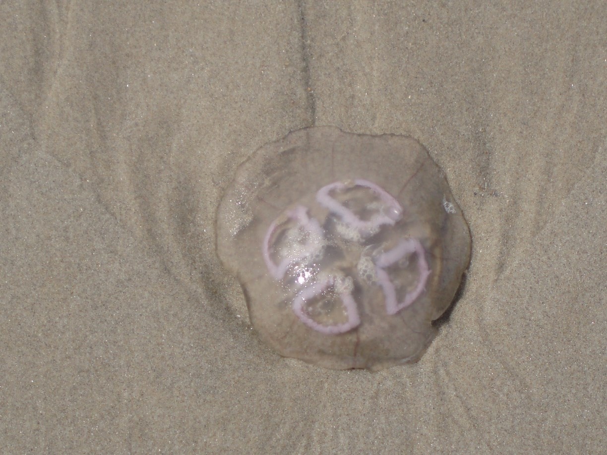 a jellyfish on the beach of St Maartenzee. Its one of my favorite beaches.