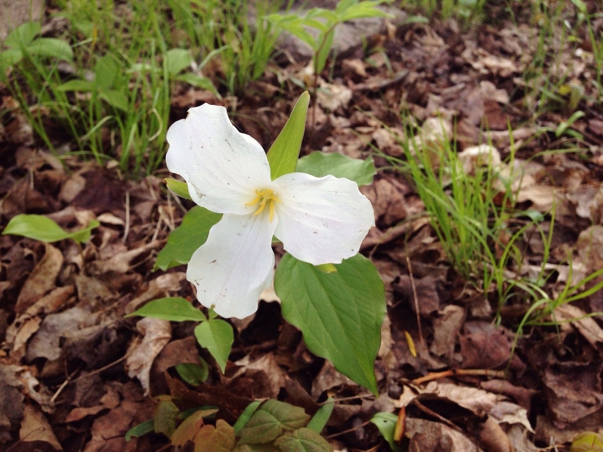 This flower called the trillium is Ontario's national flower making it illegal to pick it. The park is full of these beautiful and rare flowers. 

We ventured out again today and came across a few cool places called the Amish Store, Baldersons Cheese Store, and a cute little ice cream and general store in Balderson Ontario. 

We continued north to Lanark, Ontario (not much there btw) but did find out about a cool place we decided we are gonna eat at tomorrow called Wheeler's Pancake House. 

We took a drive just to check it out and wow it was big! We also found out that it holds the Guinness's World Record for the most pancake artifacts. Which explains their museum they have on site. Will take more photos tomorrow and upload then. 

There isn't a whole lot more as we had to turn around because the weather turned ugly. We tried to look for Ferguson's Falls but couldn't find the water fall in all the rain. Perhaps in the fall when we return to camp down the road at Silver Lake.   