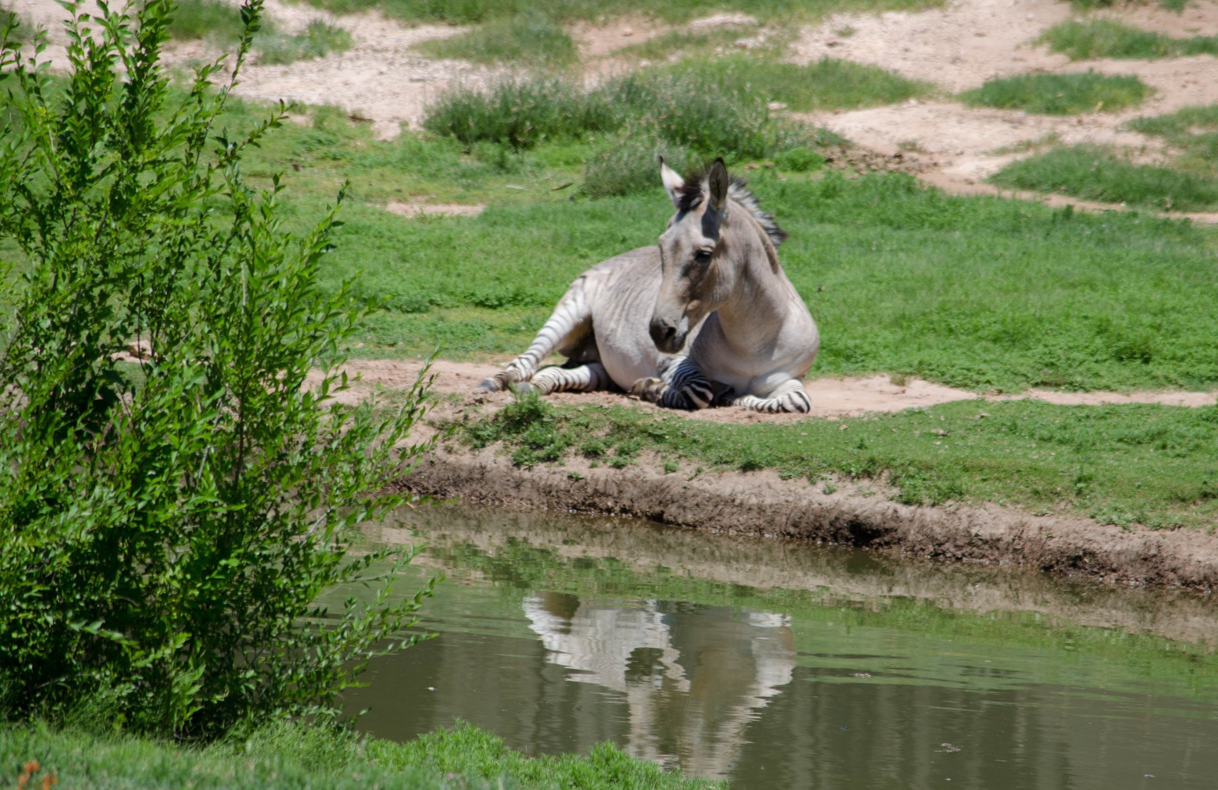 Since I just saw Jurassic World this past week, and everybody seems to be obsessed with science creating animals, I thought I would share one that was created by man, but off of the big screen.

This is a ZeeDonk, which sounds dorky in my opinion. Genetic crossbreed of a, you guessed it, Zebra and Donkey! First used in Southern Africa as a pack animal that was hardier than both of its parents. Unfortunately, like all crossbreeds, they are born sterile. Which dashes my dreams of a Zeedonk-Mule hybrid.