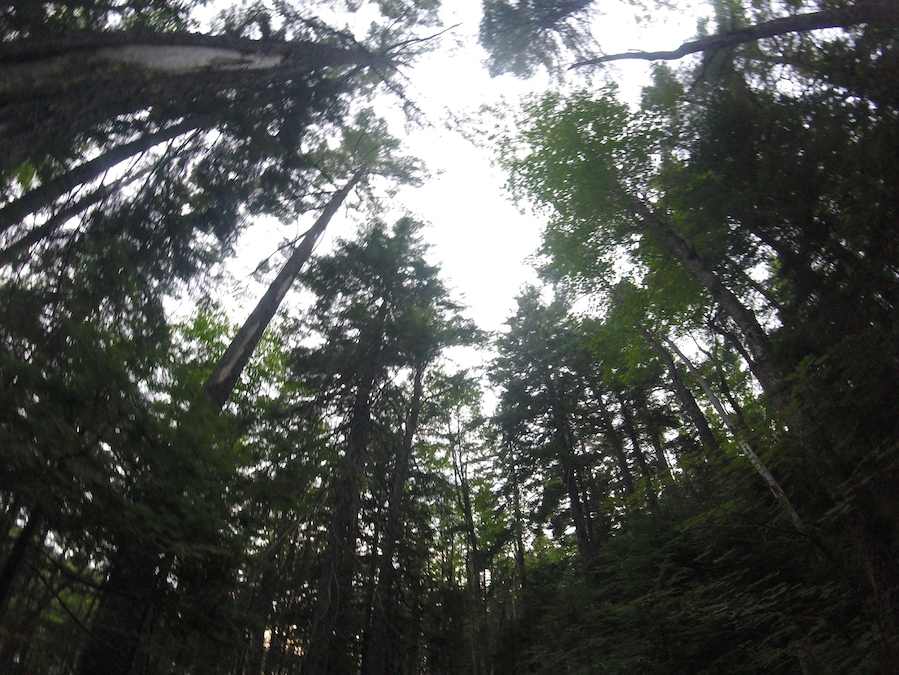 Looking up.