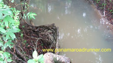 We visited a small farm near Penenome with this stream on it. The stream fed a little reservoir where the owners had been growing shrimp.