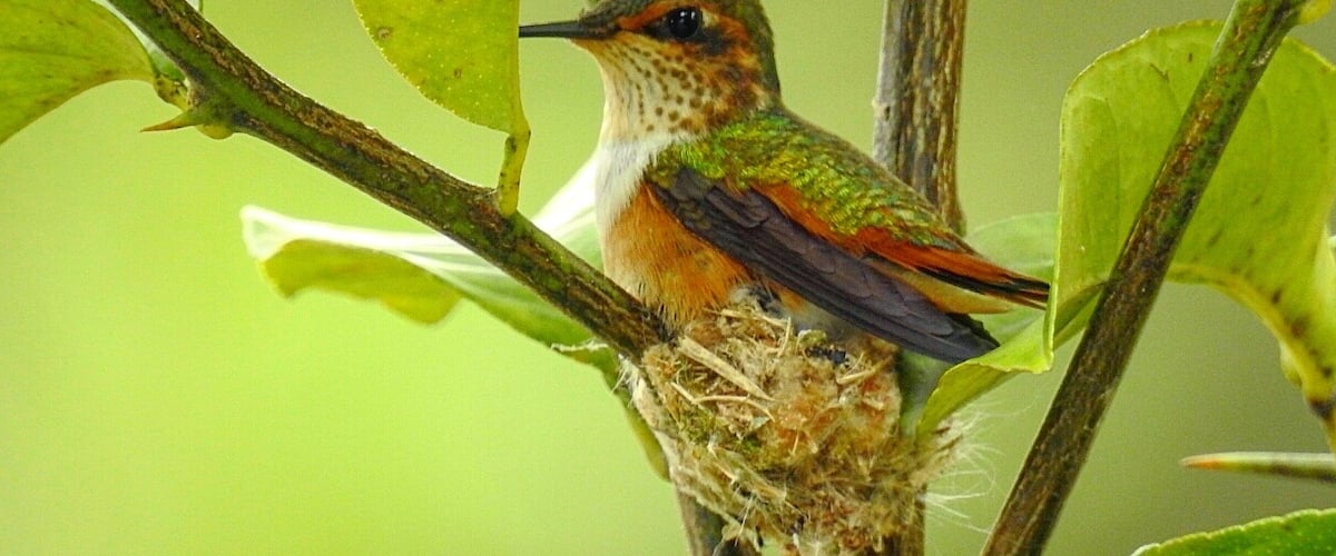 Scintillant hummingbird