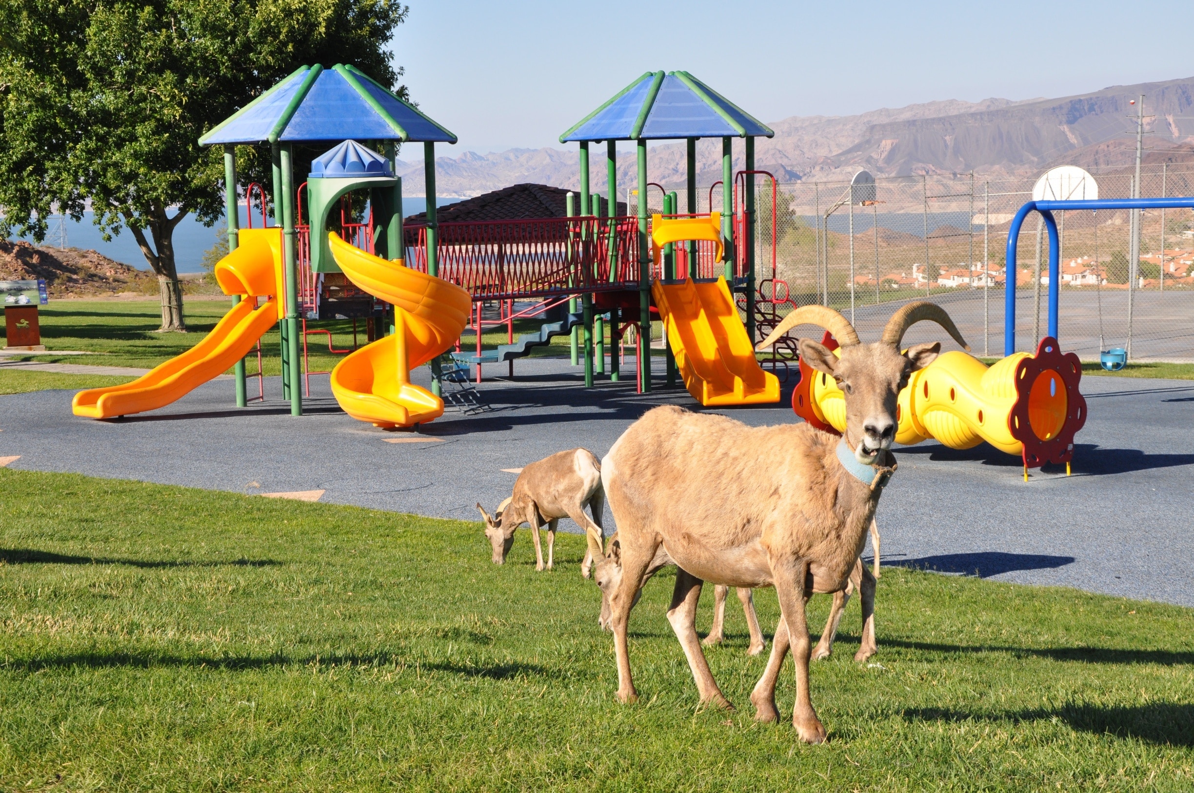 Really wanted to see the Bighorn Sheep, and was told the the easiest and most reliable place to get a view of them was at Hemenway Park!

It was really amusing to see a whole herd of sheep wandering around the kids' playground. Not surprising they were there...lush grass for snacking.